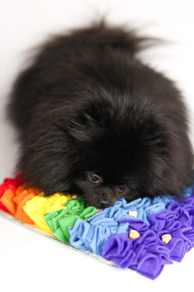 pies węszący w macie węchowej Psiulkolot