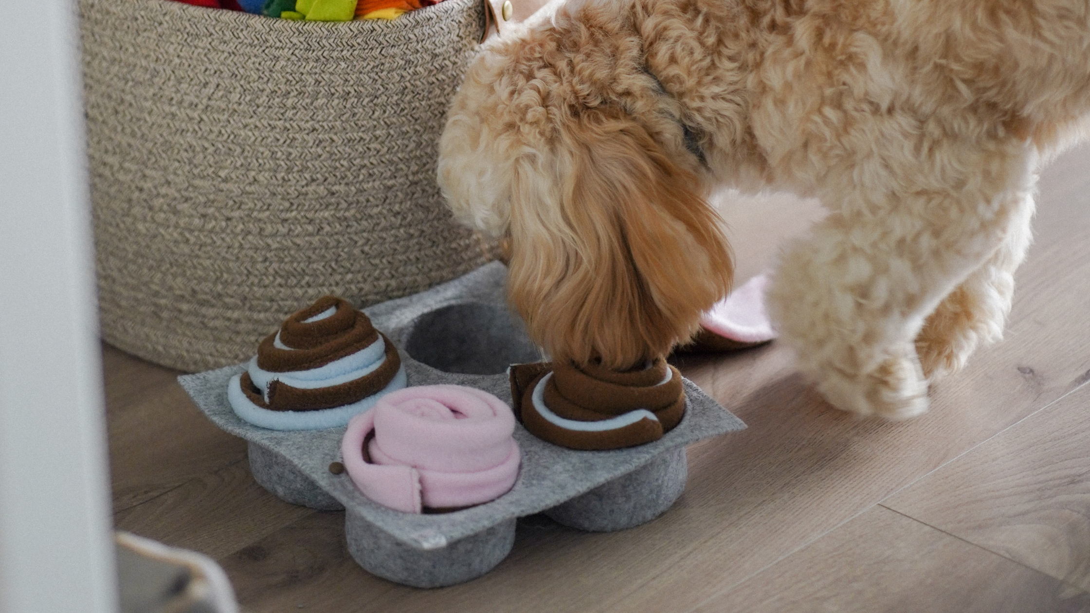 mata węchowa dla psa