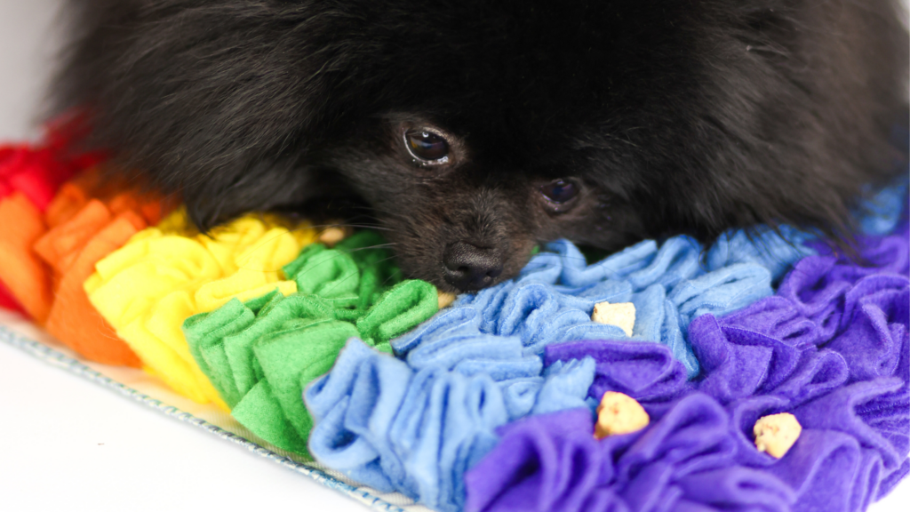 mata węchowa dla psa 