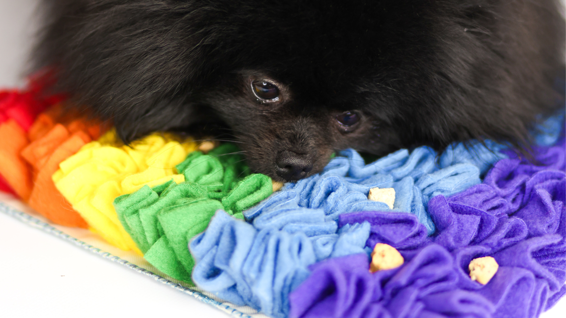 mata węchowa dla psa