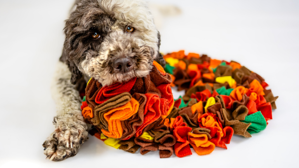 mata węchowa dla psa 