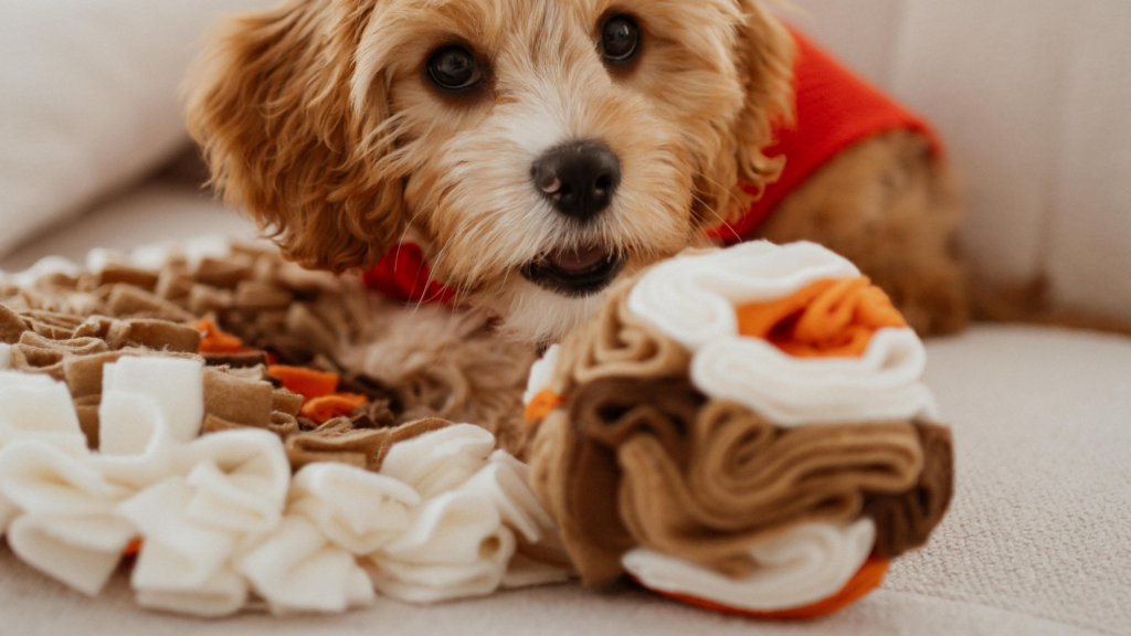 mata węchowa dla psa 