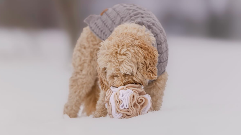 czy pies potrzebuje maty węchowej 